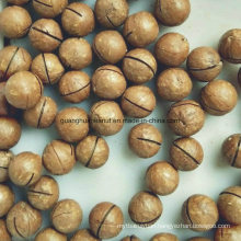Good Quality Macadamia Nuts From China